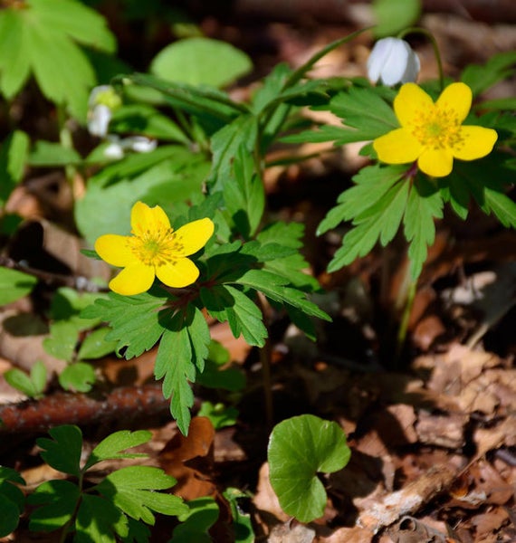 Nahaufnahme von gelben Buschwindröschen im Wald