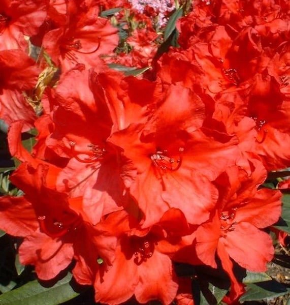 Nahaufnahme einer Gruppe blühender Rhododendren