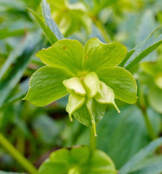 Nahaufnahme einer grünen Christrose im Garten.