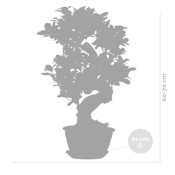 Bloomique - 2er Set - Ficus Ginseng - S-Shape - Bonsai Baum - Zimmerpflanzen - Pflegeleicht - Luftreinigend - Höhe 30-40 cm - Topf 17 cm