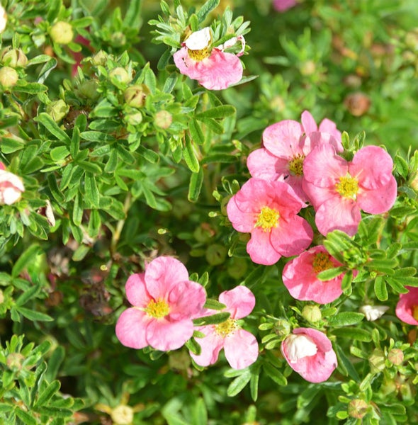 Fingerstrauch mit rosa Blüten und grünen Blättern