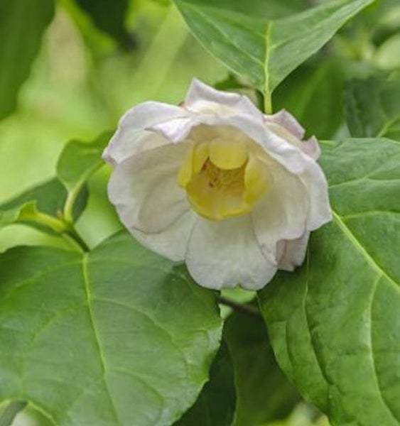 Blüte einer Seerose zwischen grünen Blättern