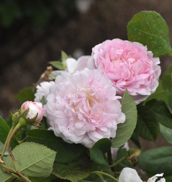 Nahaufnahme von rosa Rosenblüten
