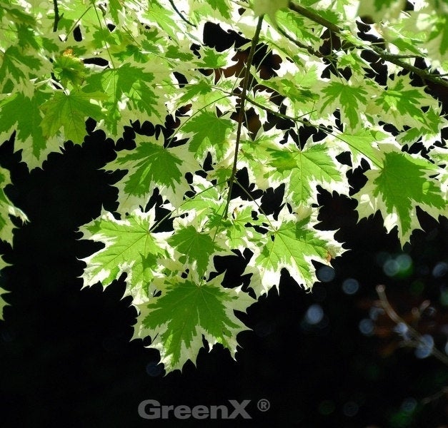 Ahornbaum mit grün-weißen Blättern