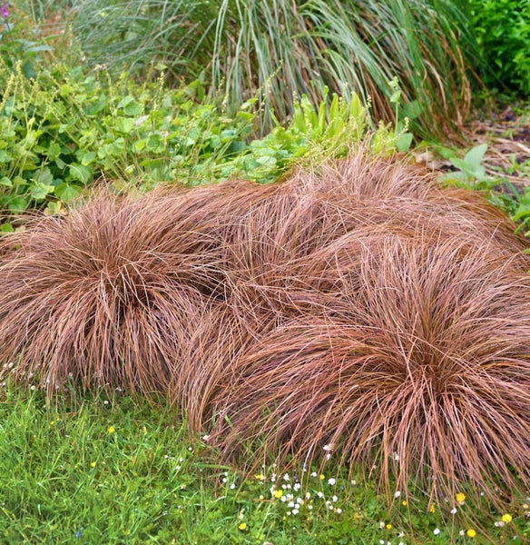 Ziergras im Gartenbeet