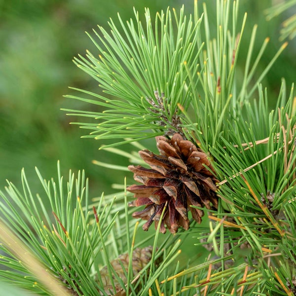 Kiefernzapfen mit grünen Nadeln