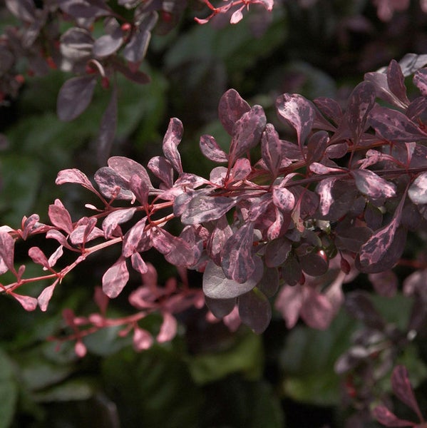 Zweig der Berberitze mit Blättern