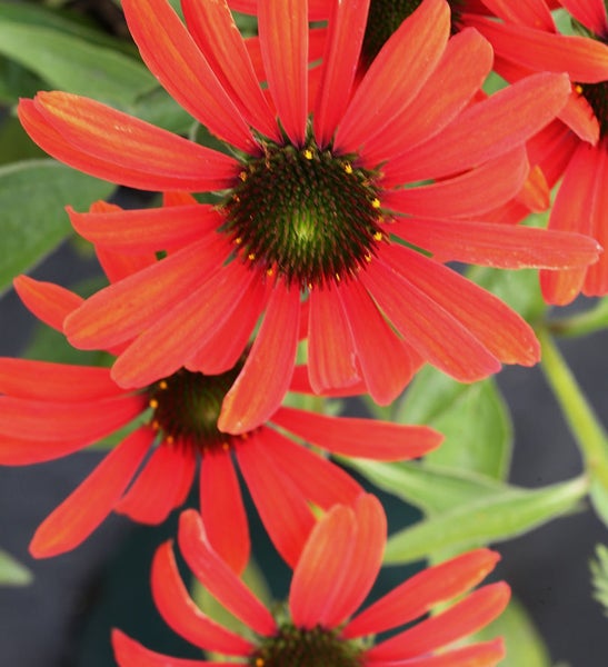 Nahaufnahme von rotblühenden Sonnenhüten im Garten