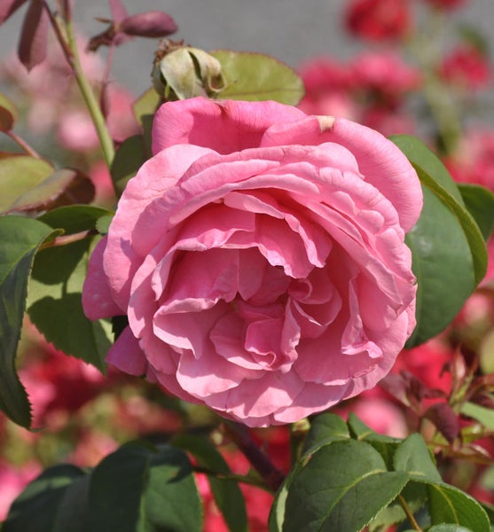 Nahaufnahme einer einzelnen, rosa Rose mit grünen Blättern.