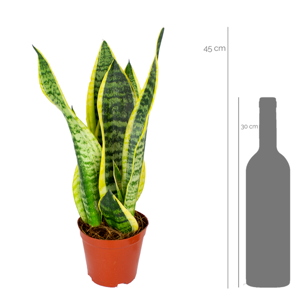 Bloomique - Sansevieria Superba - Schwiegermutterzunge - Bogenhanf - Zimmerpflanzen - Luftreinigend - Sehr pflegeleicht - 20-30 cm Hoch - Topf 12 cm