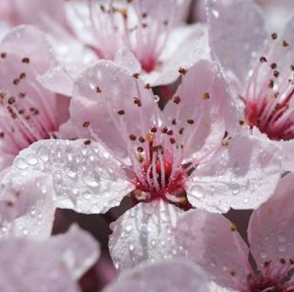 Nahaufnahme von rosa Blüten mit Wassertropfen