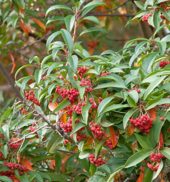 Immergrüner Strauch mit roten Beeren und grünen Blättern.
