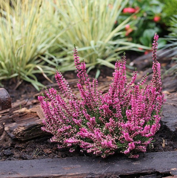 Blühende Besenheide im Gartenbeet