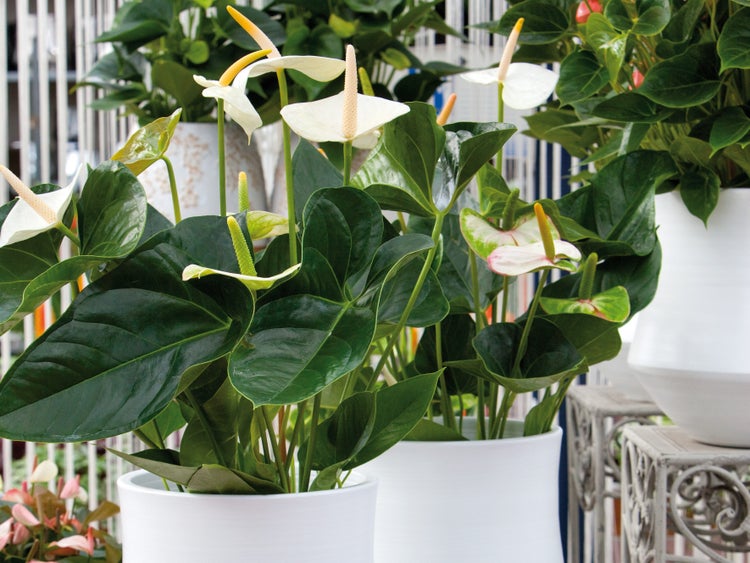 Bloomique - 2er Set - Anthurium Andreanum - Weiß - Flamingoblume - Blühende Zimmerpflanzen - Pflegeleicht - Höhe 30-40 cm - Topf 12 cm
