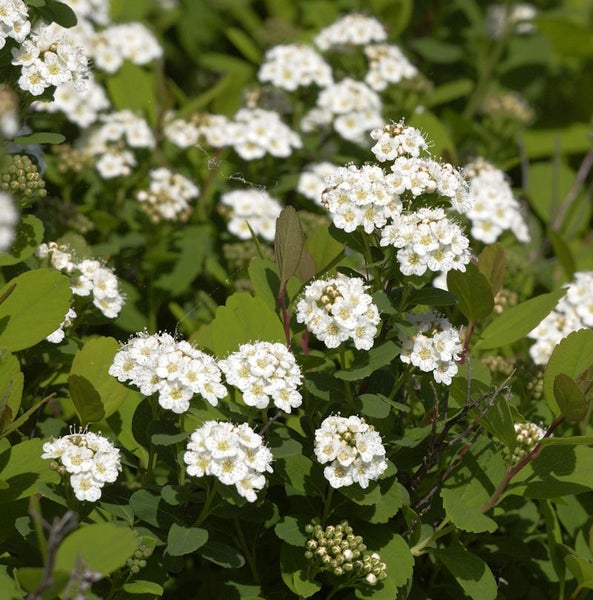 Spierstrauch mit weißen Blüten und grünen Blättern