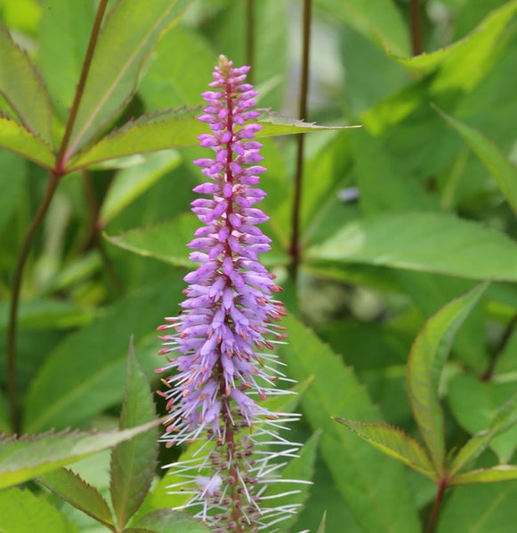 Blüte mit langen Blättern