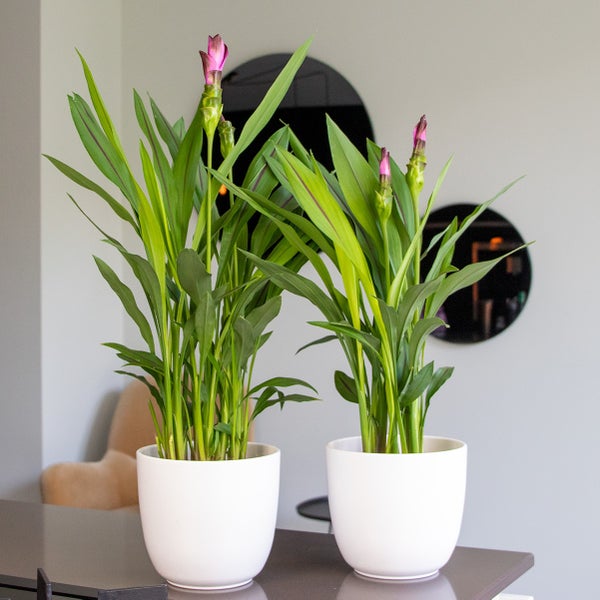 Kurkuma Siam | Tulpenpflanze pro 2 Stück - Außen- und Innenpflanze im Aufzuchttopf cm14 cm - ↕50 cm