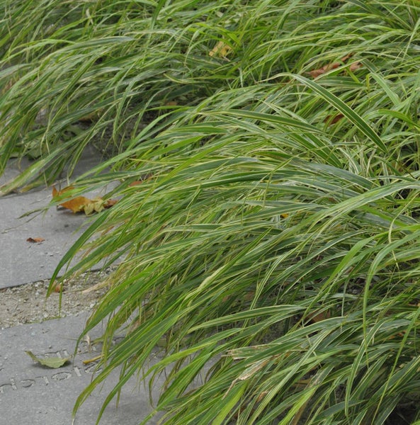 Japanisches Waldgras entlang eines Steinwegs