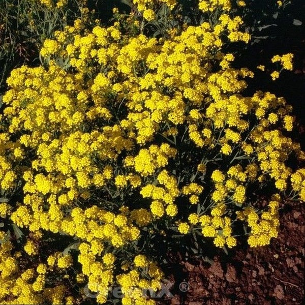 Blühende Steinkrautpflanze im Garten