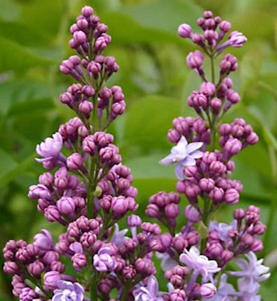 Nahaufnahme von lila Fliederblüten