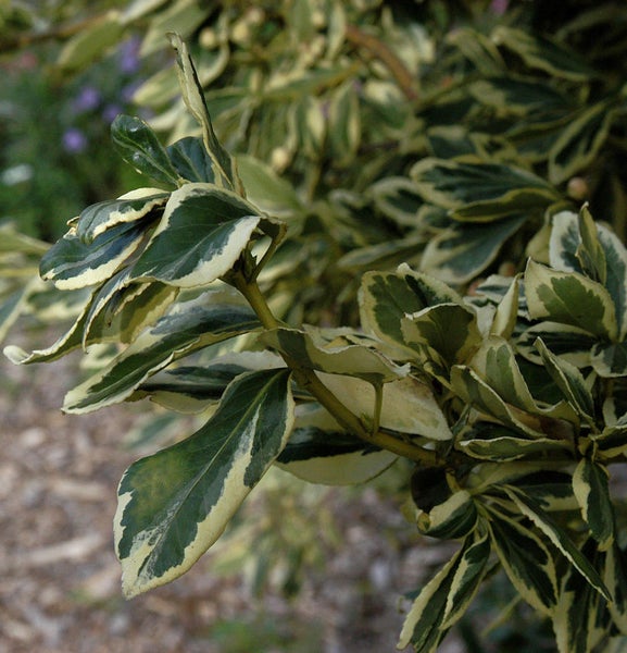 Im Bild ist ein Spindelstrauch mit Blättern zu sehen.
