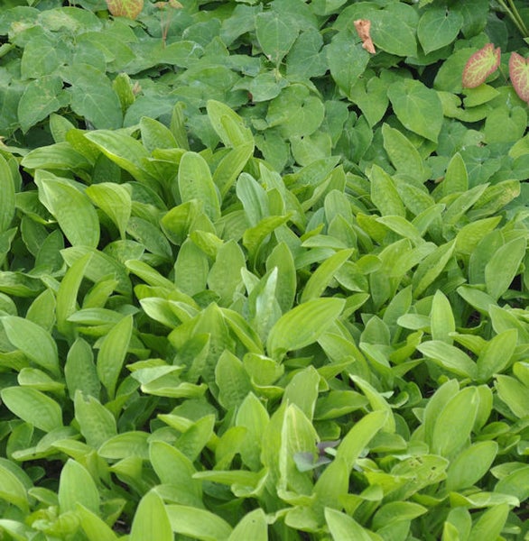 Nahaufnahme von grünen Zierpflanzen im Gartenbeet