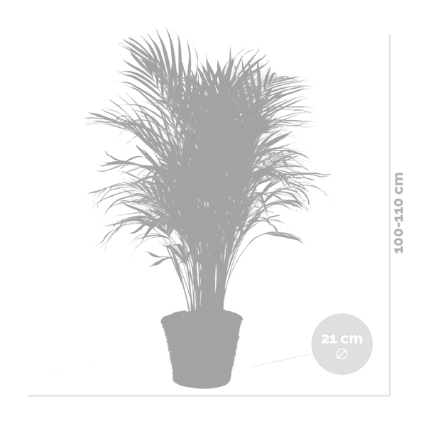 Bloomique - Dypsis Lutescens - Goldpalme - Areca - Palme - Zimmerpflanzen - Luftreinigend - Tierfreundlich - 100-110 cm Hoch - Rattan Korb 21 cm