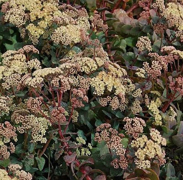 Fetthenne mit Blütendolden im Garten