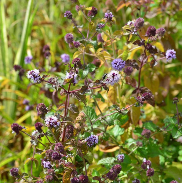 Nahaufnahme von blühender Wasserminze im Garten.