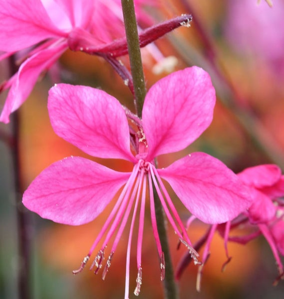 Nahaufnahme einer Gaura-Blume mit vier Blütenblättern