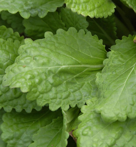 Nahaufnahme von Zitronenmelisseblättern