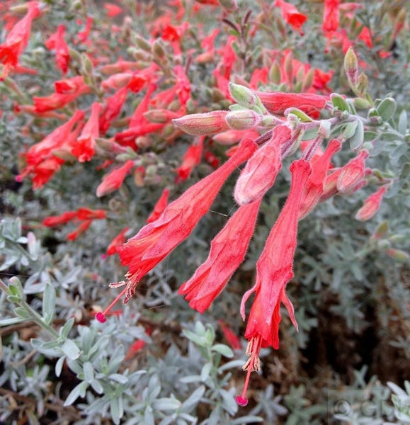Röhrenblüten der Garten-Silberraute