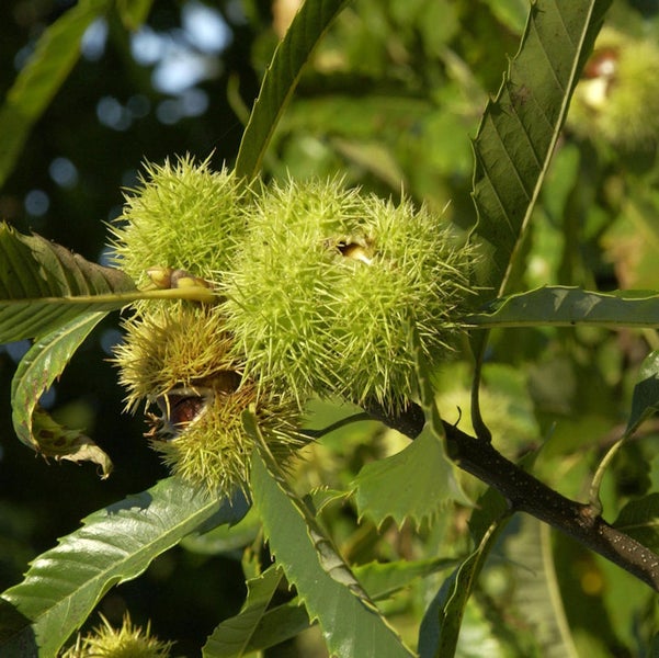 Kastanienbaum mit reifen Früchten und Blättern