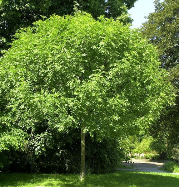 Kugelakazie im Garten