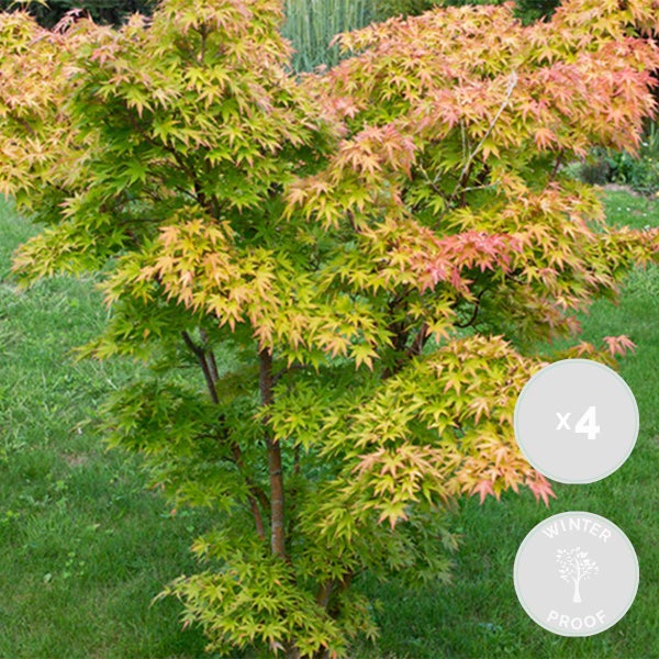 Bloomique - 4er Set - Acer Palmatum Orange Dream - Japanischer Ahorn - Winterharte Pflanzen - Gartenpflanzen Winterhart - Höhe 20-30 cm - Topf 10,5 cm