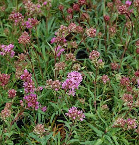 Nahaufnahme von grasnelkenartigen Blumen mit grünen Blättern