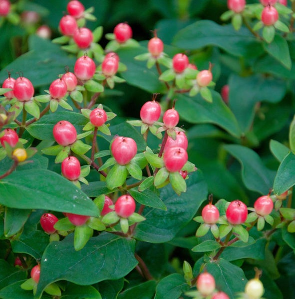 Im Bild ist ein Johanniskraut mit Beeren zu sehen.