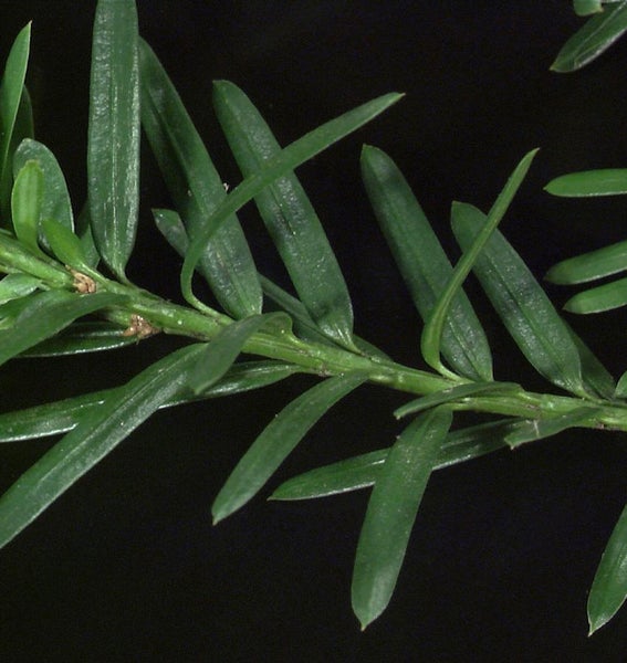 Zweig mit Nadeln Nahaufnahme