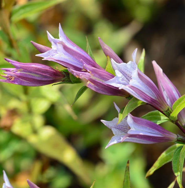 Enzianblüten mit spitz zulaufenden Blütenblättern im Gartenbeet