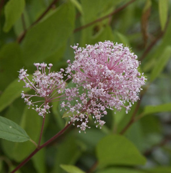 Nahaufnahme von rosa blühendem Wasserdost