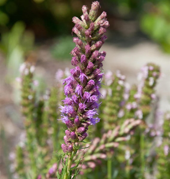 Blütenstand der Prachtscharte im Detail