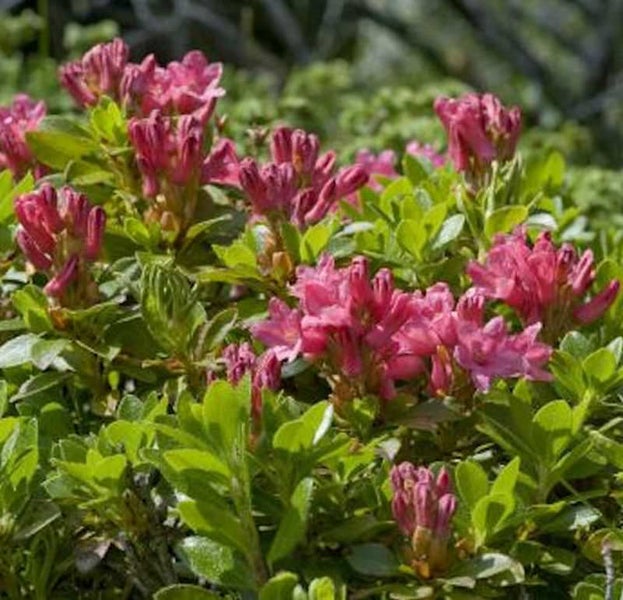 Blühender Alpenrose Busch im Garten
