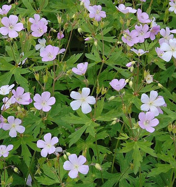 Nahaufnahme von Blut-Storchschnabel mit grünen Blättern