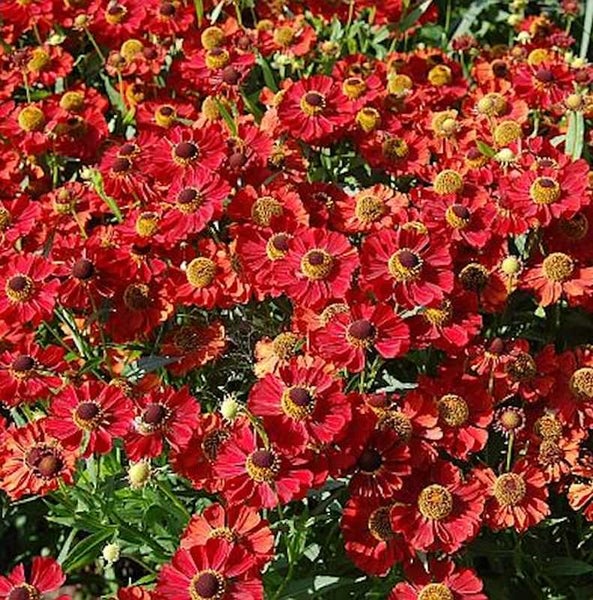 Hoher Sonnenhut mit roten Blüten