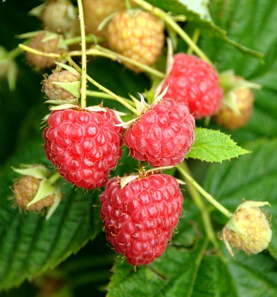 Nahaufnahme von Himbeeren am Strauch