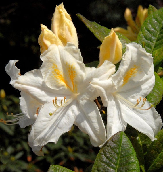 Nahaufnahme von Rhododendronblüten