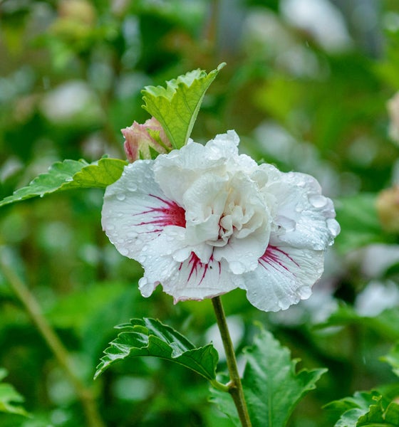 Nahaufnahme einer gefüllten, weißen Hibiskusblüte mit roten Akzenten