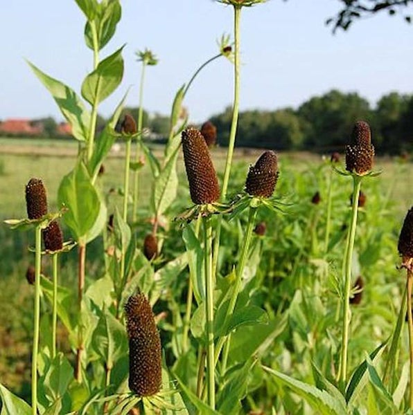 Nahaufnahme von Rudbeckia Pflanzen im Feld