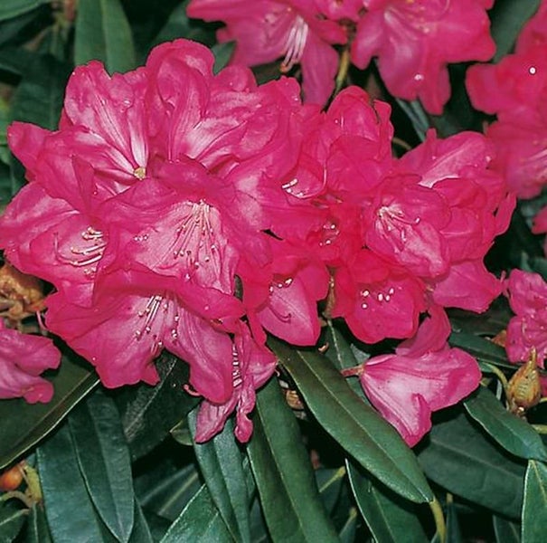 Nahaufnahme eines Rhododendrons mit pinkfarbenen Blüten und grünen Blättern.