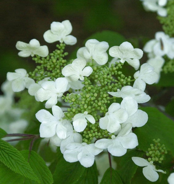 Blütenstand eines Schneeballs